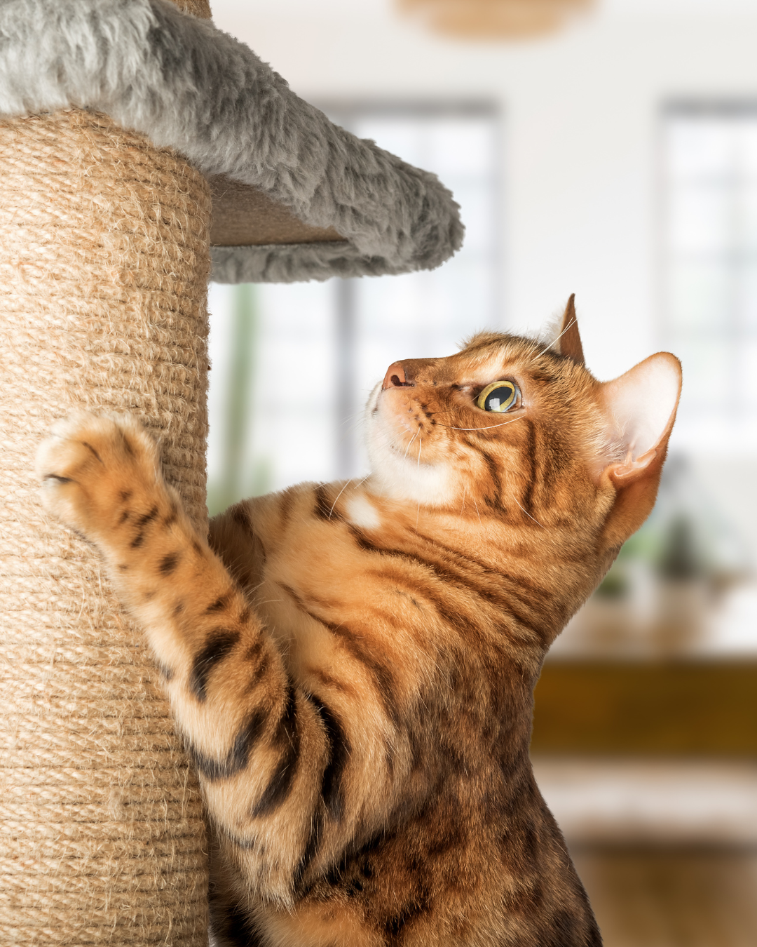 PET ESSENTIALS