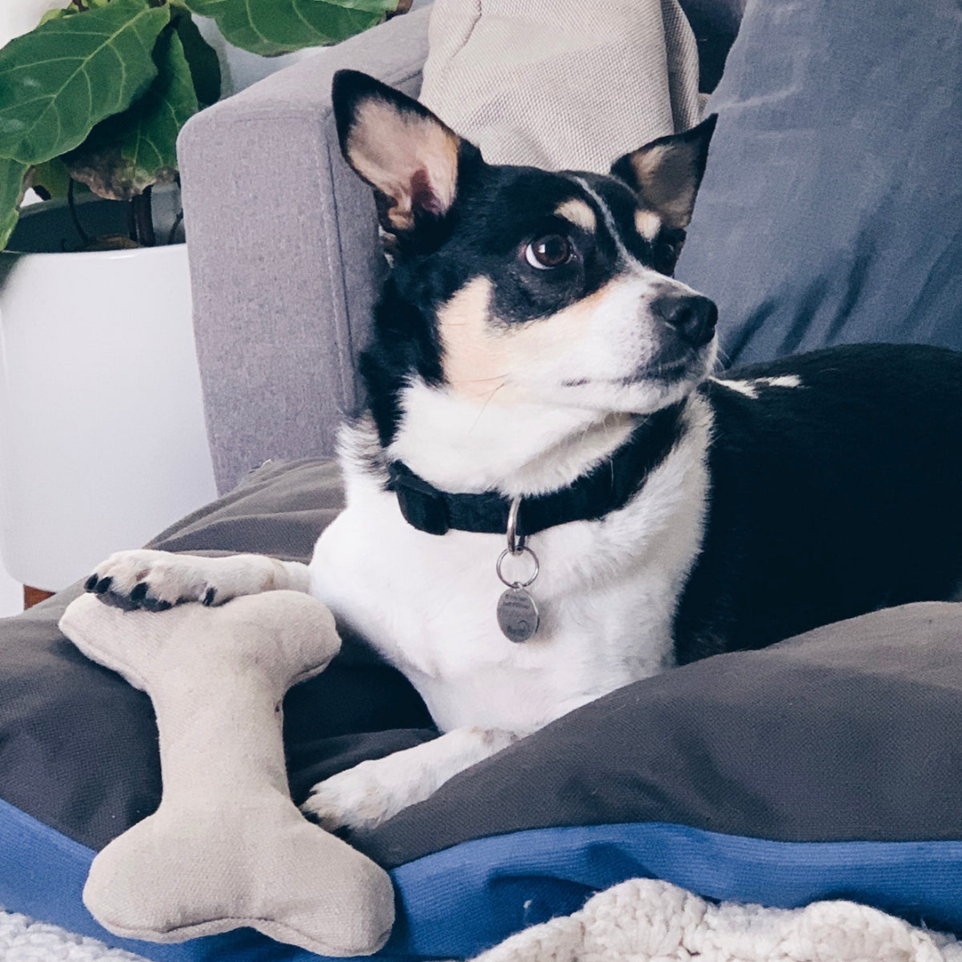 Plush Hemp Dog Toy Bone for Gentle Chewers | Boba & Vespa