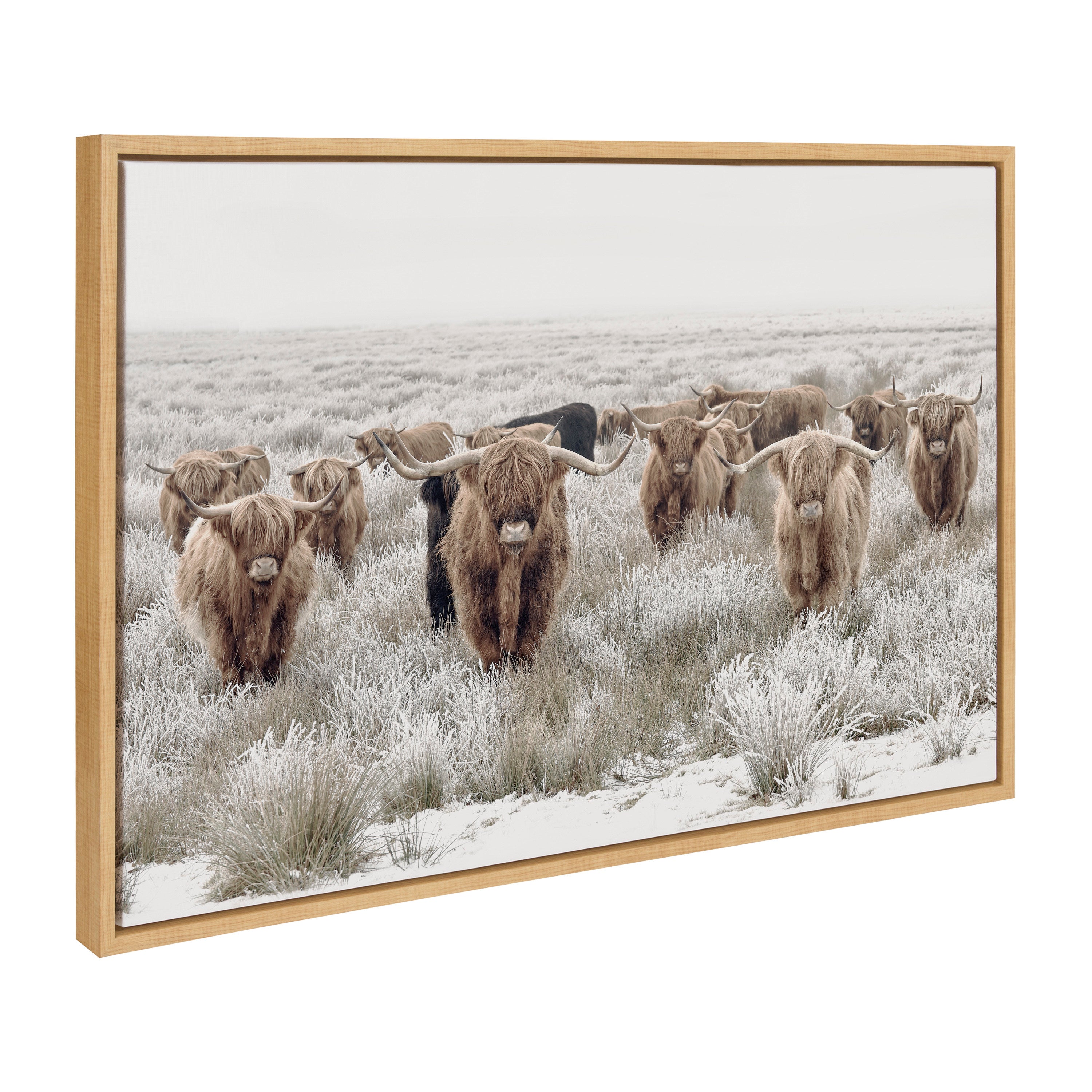 Sylvie Texas Longhorn, Highland Cow Portrait Close Color and Herd of Highland Cows Color Framed Canvas Art Set by The Creative Bunch Studio