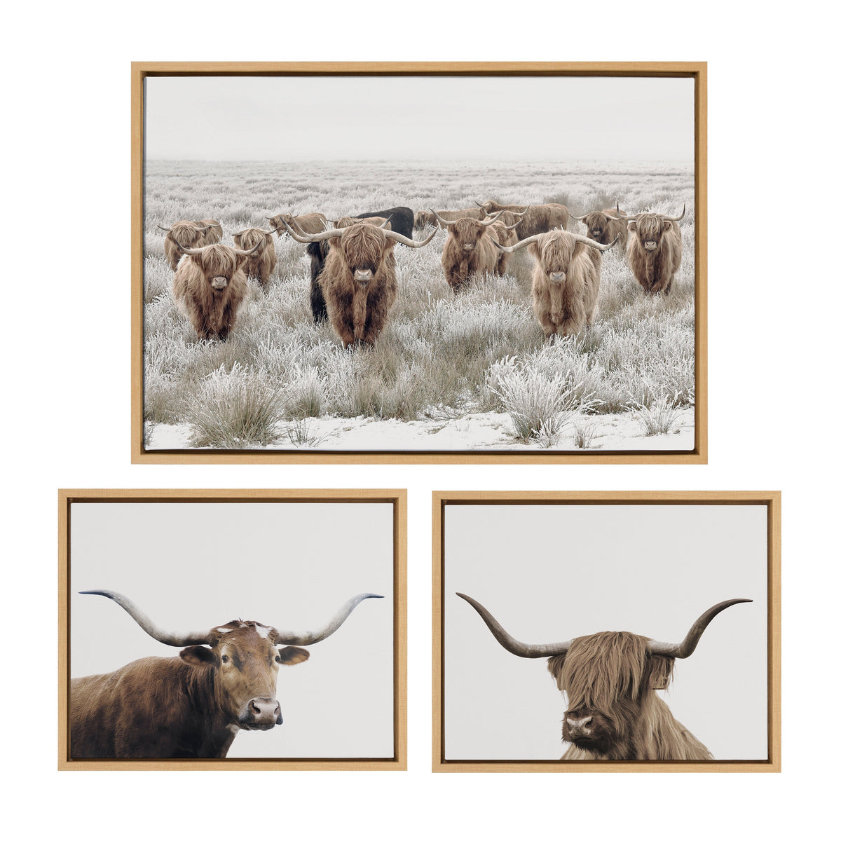 Sylvie Texas Longhorn, Highland Cow Portrait Close Color and Herd of Highland Cows Color Framed Canvas Art Set by The Creative Bunch Studio